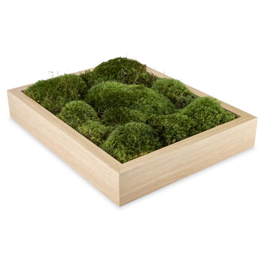 moss wall art moss frame with mood moss