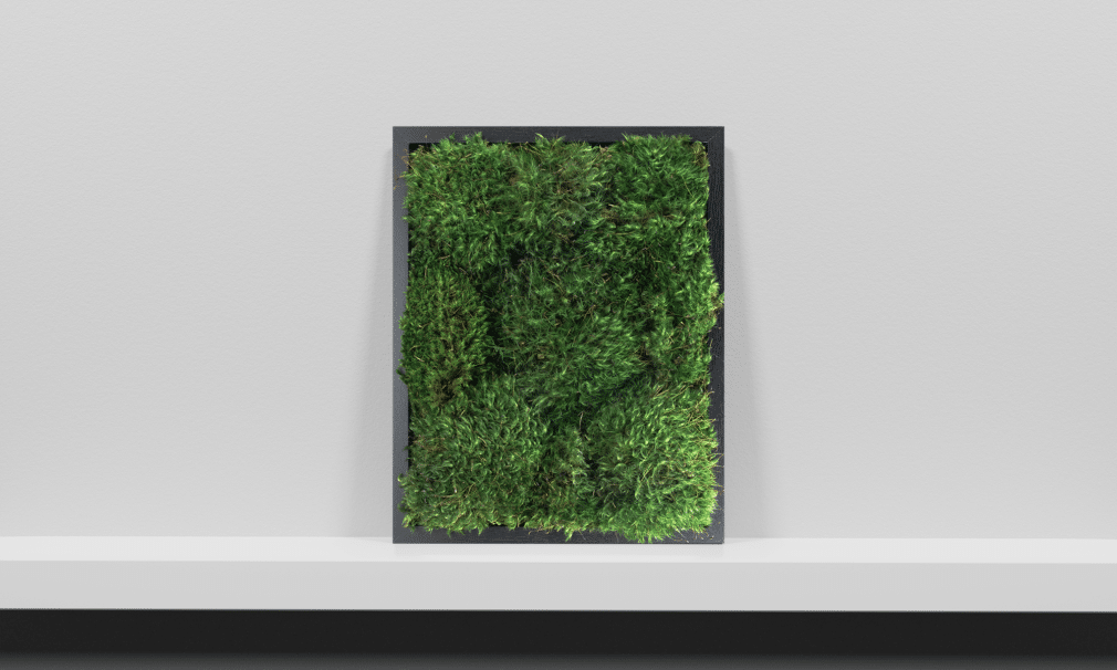 Moss Pure Live Moss Wall Art in Black