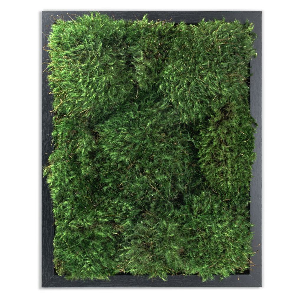 Moss Pure live moss frame living wall