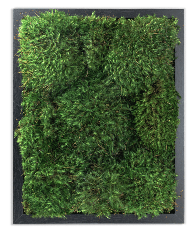 Moss Pure live moss frame living wall