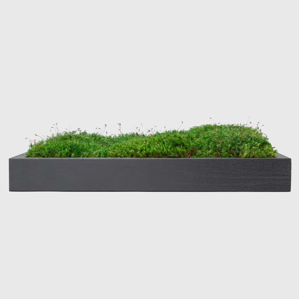 Moss Pure moss wall art living wall live moss