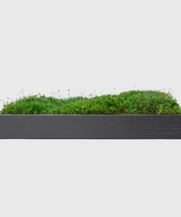 Moss Pure moss wall art living wall live moss