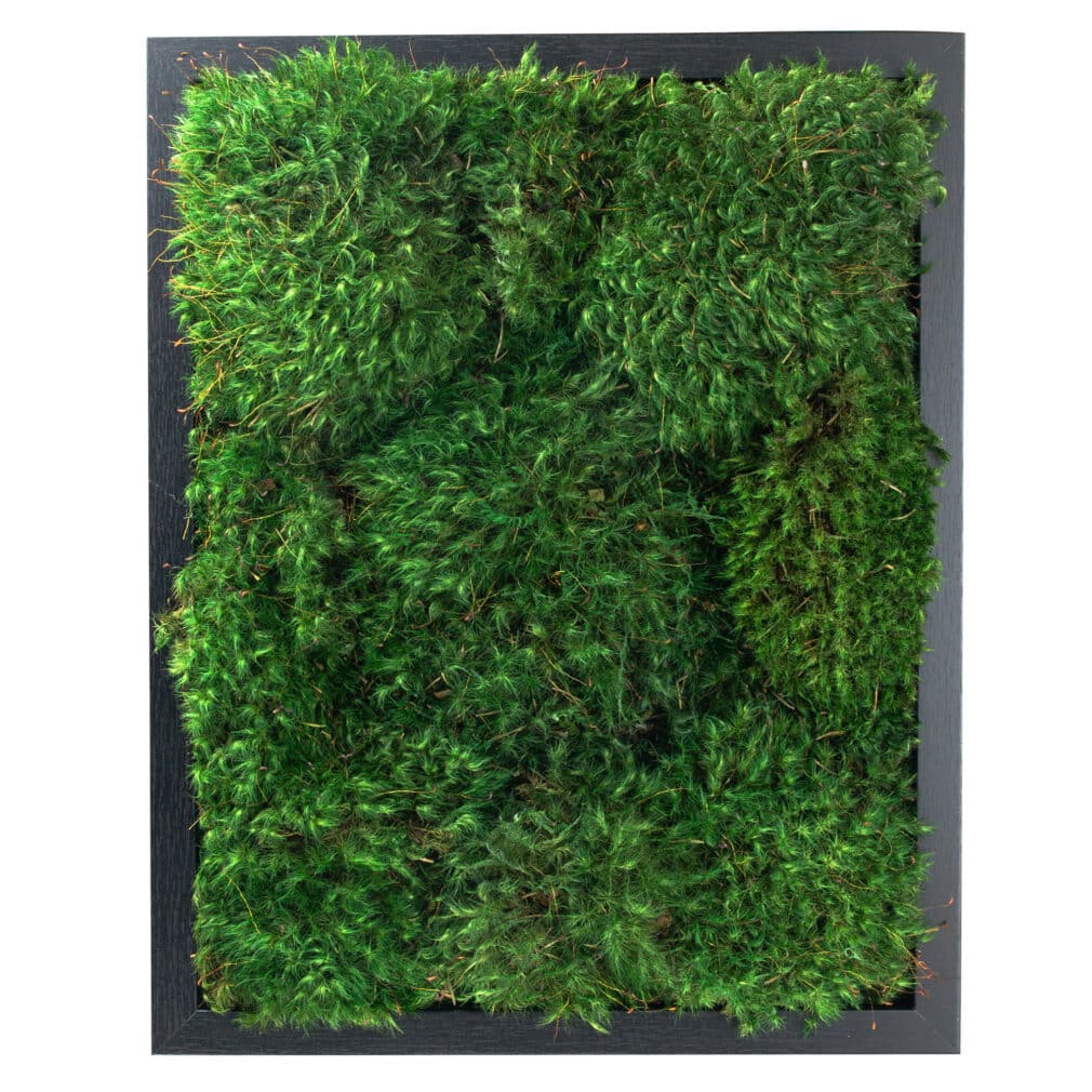 Moss Pure Moss Wall Art Moss Frame Living Wall Black Front