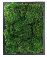 Moss Pure Moss Wall Art Moss Frame Living Wall Black Front