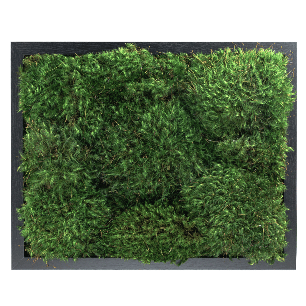 Moss wall frame moss art living wall