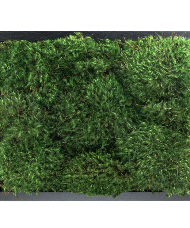 Moss wall frame moss art living wall