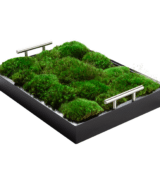 Moss Pure live moss tray for tabletop decor.