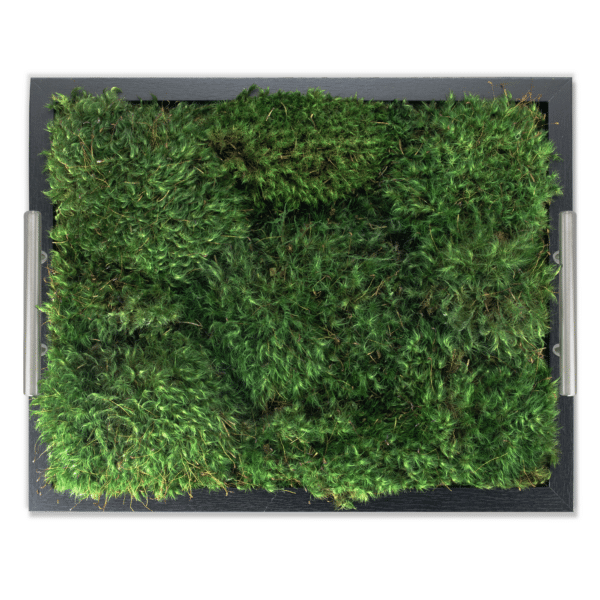 Live Mood Moss Tray in Black - Shop Now