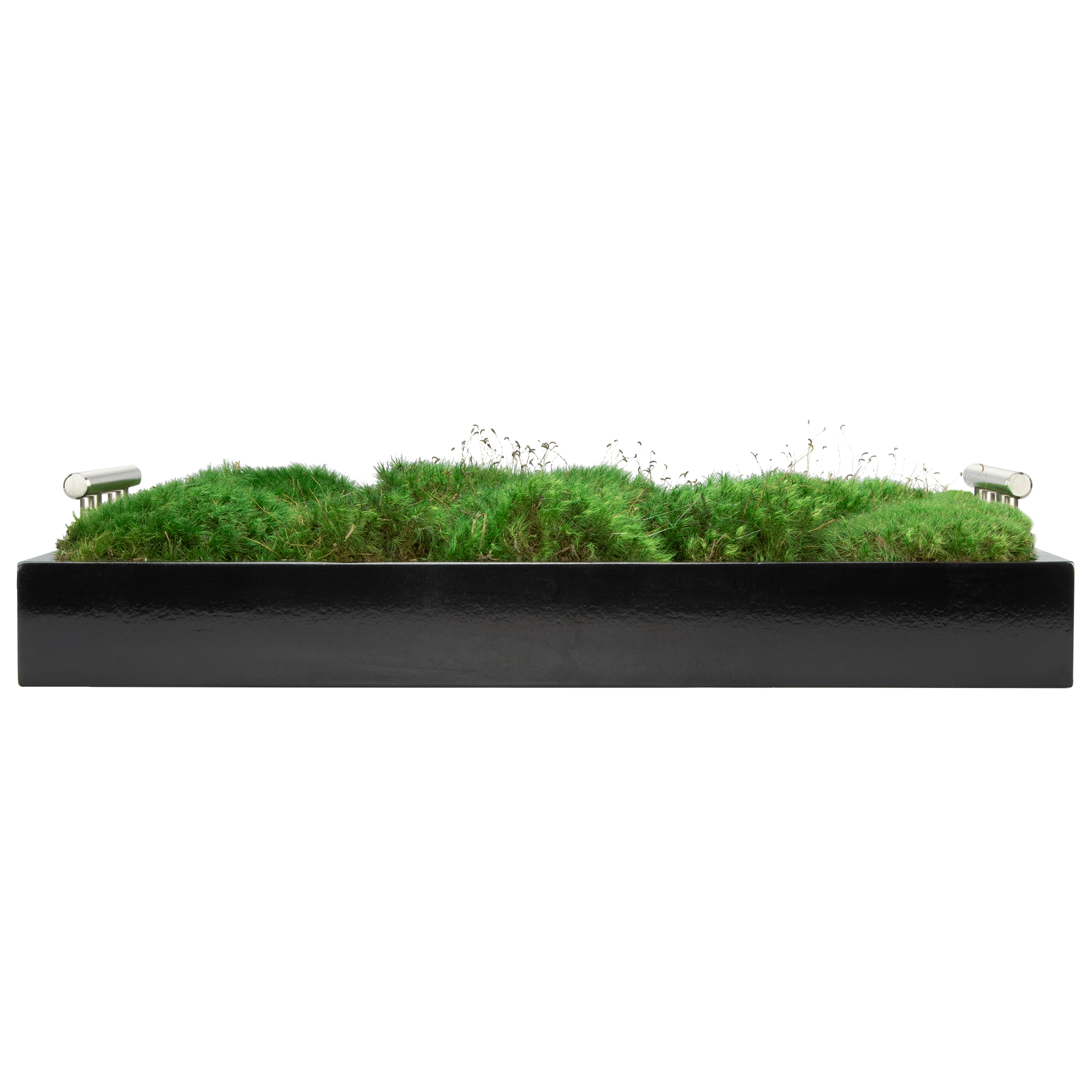 Live Mood Moss Wall Art in Natural Wood