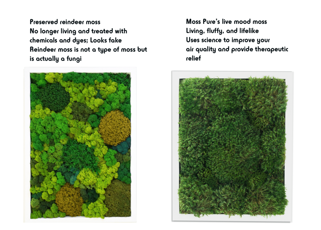 Moss Pure preserved moss and live moss comparison.
