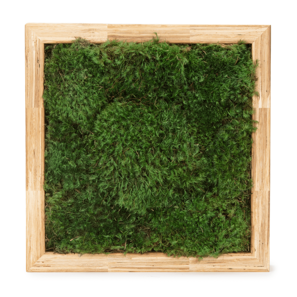 Moss Pure live moss wall art moss frame