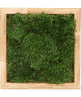 Moss Pure live moss wall art moss frame