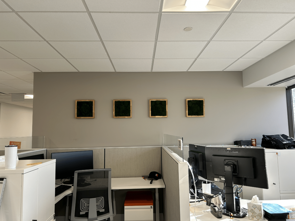 Moss Pure live moss wall moss frame