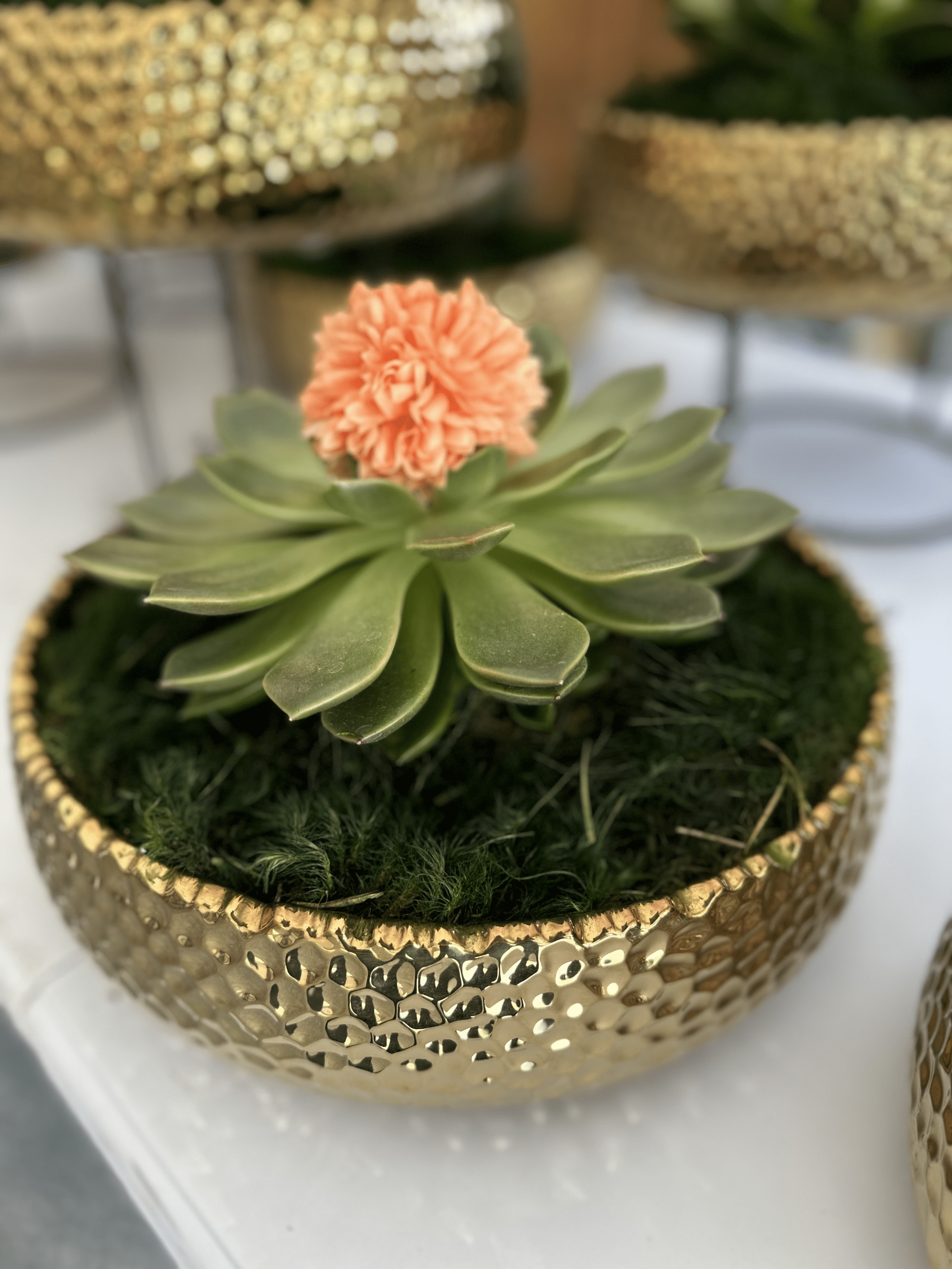 Live Mood Moss Bowl in Gold - Live Moss Decor