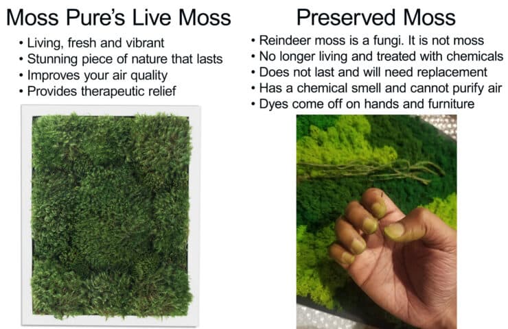 Moss Pure preserved moss wall art moss wall living wall