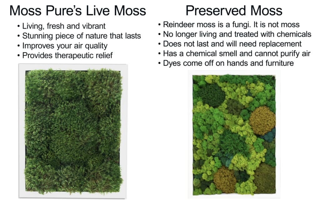 Moss Pure live moss walls art