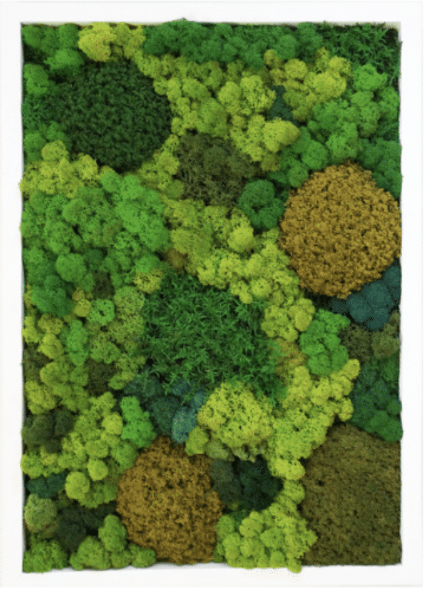 Moss Pure moss wall art moss frame no watering or sunlight needed