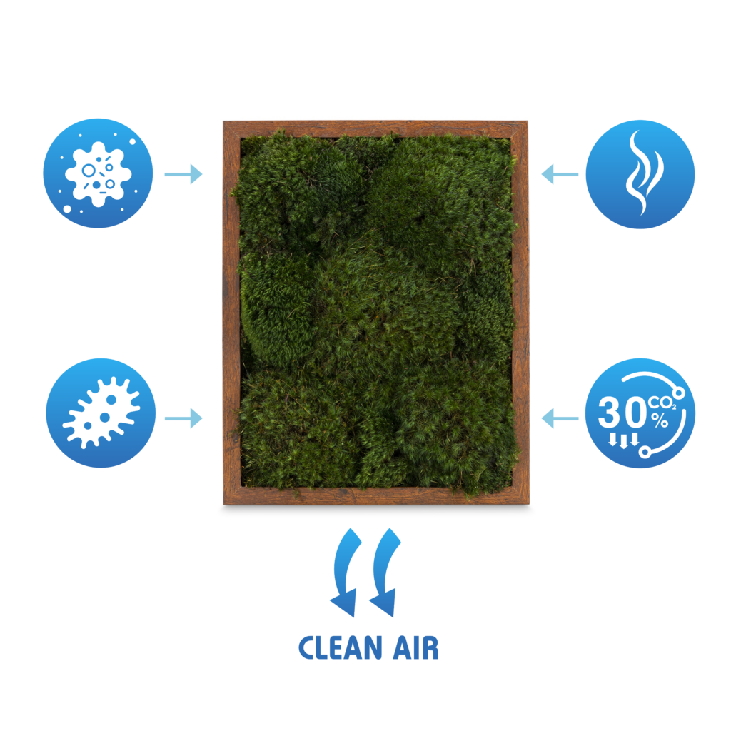 Moss Pure is a live moss air filter, filtering out toxins and pollutants. in your air within minutes.