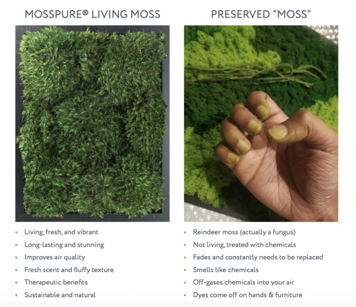 Moss Pure's LIVE moss vs Preserved Moss