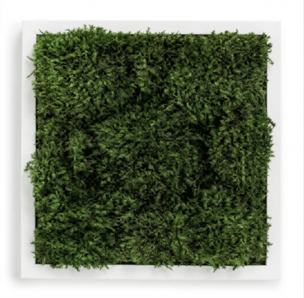 Live Moss Wall Art in White