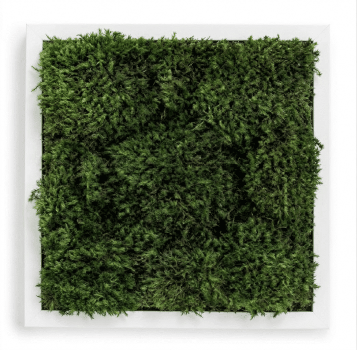 Live Moss Wall Art in White