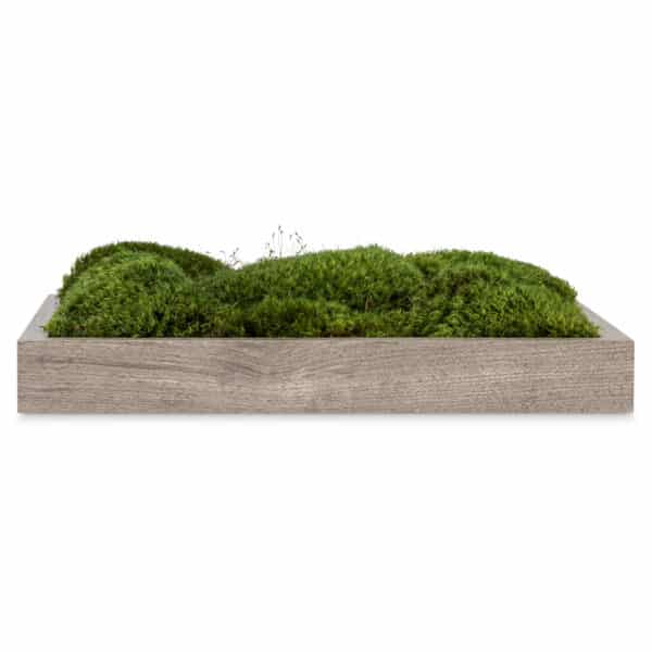 The side view of a living moss wall art in gray.