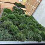 Live moss wall art and air filter for a modern home.