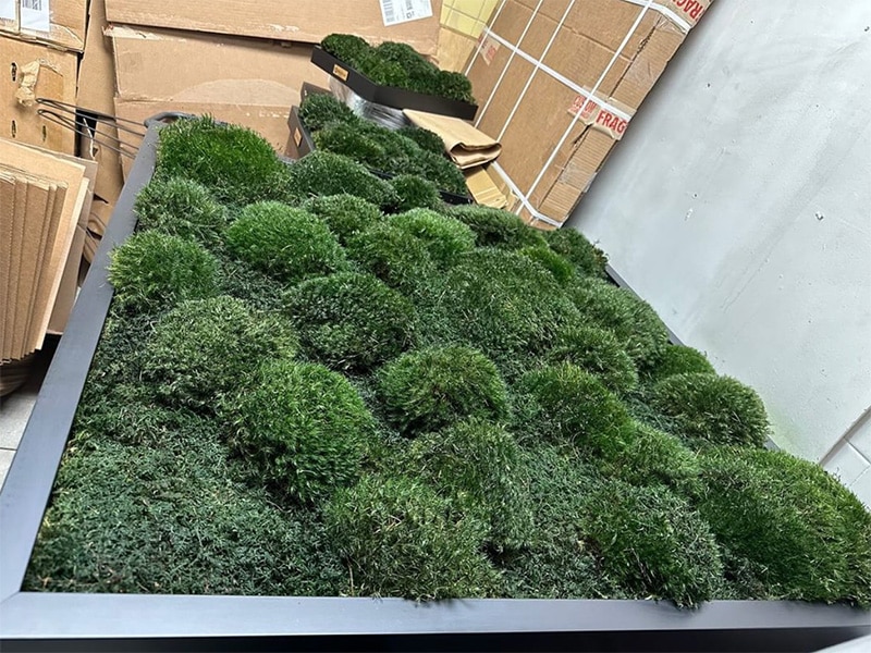 Live moss wall art and air filter for a modern home.