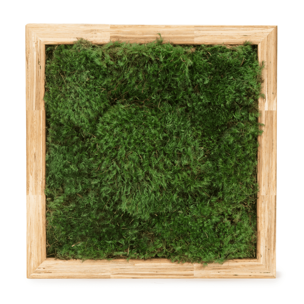 Moss Pure Moss Air Filter. Living moss wall art that improves air quality and provides therapeutic relief from stress and anxiety. Moss wall art in home.