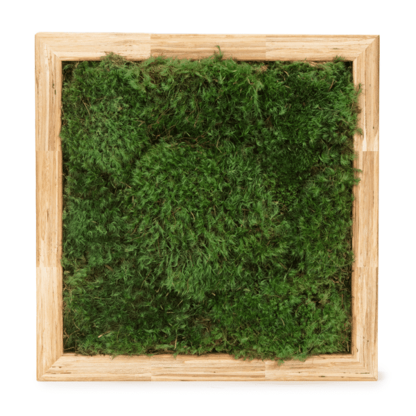 Moss Pure Moss Air Filter. Living moss wall art that improves air quality and provides therapeutic relief from stress and anxiety. Moss wall art in home.