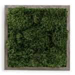 Live Moss Wall Art in Gray.