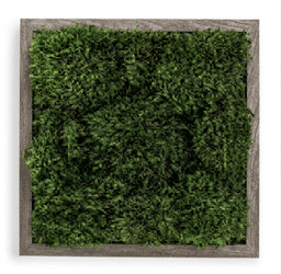 Live Moss Wall Art in Gray.