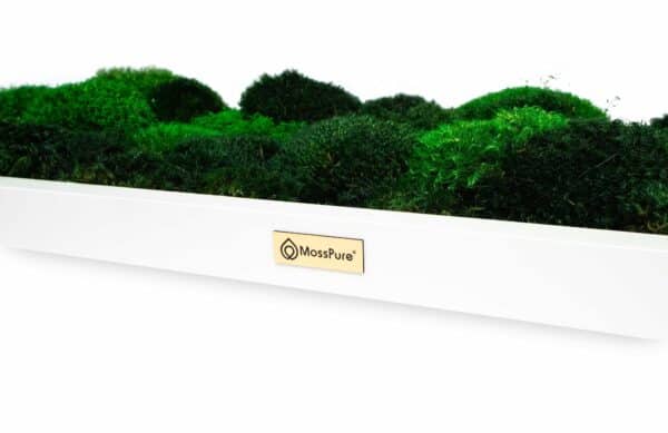 Biophilic design in corporate office.