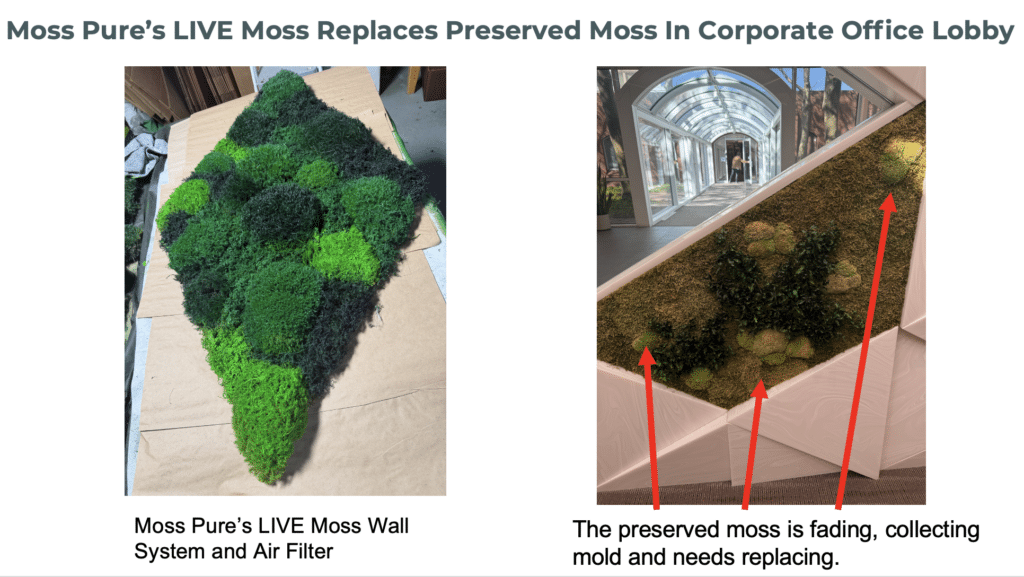 Moss Pure Replaces Preserved Moss Walls in Corporate Office Lobby