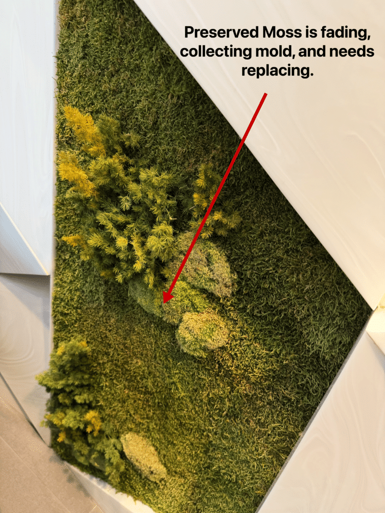 Moss Pure Replaces Preserved Moss Walls in Corporate Office Lobby