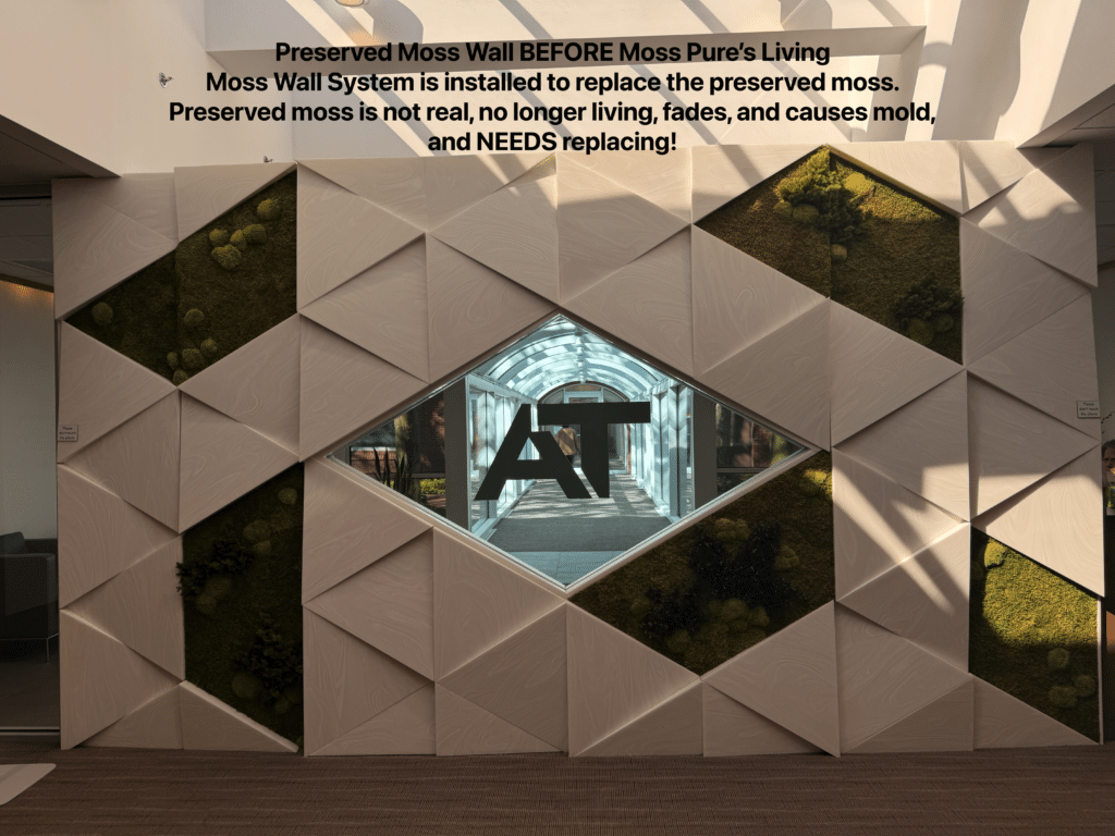 Moss Pure Replaces Preserved Moss Walls in Corporate Office Lobby