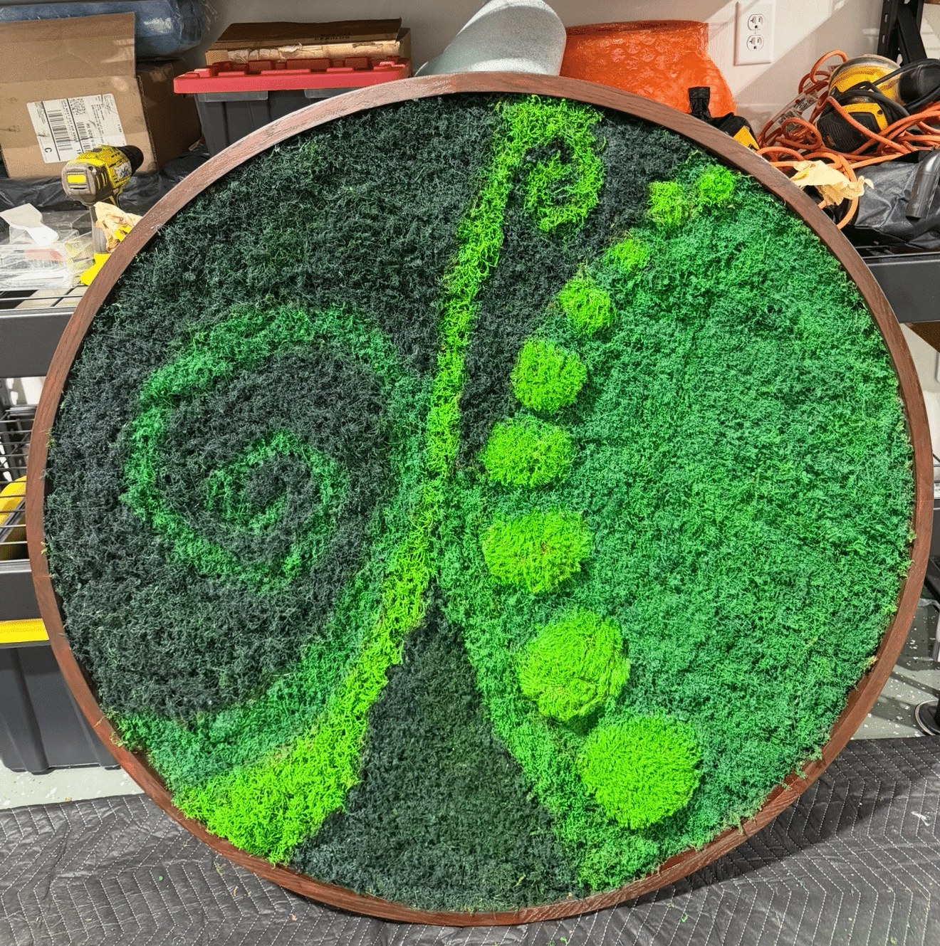 Double sided live moss circle frame with different species of living moss in a unique design.