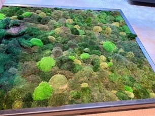 Faded preserved moss wall installation in Boston showing discoloration and deterioration before replacement with a living moss wall.