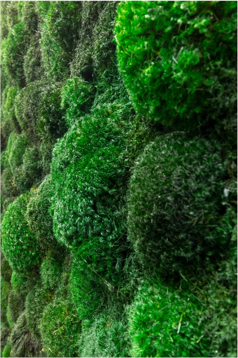Close-up of Moss Pure living moss wall with sculpted 3D terrain and natural green variations